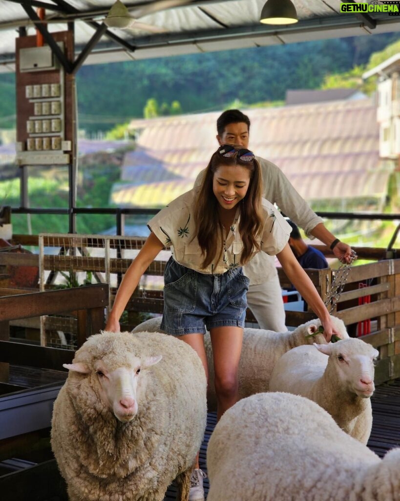 Tiffany Lau Instagram - literal cuteness overload 😍🥹🐑 from what i can remember, all i could say was “awwwwhhh” & “好得意呀”!!! 🫣😳 馬來西亞嘅朋友，今晚有得睇啦!!! 🤭 #心度遊 9:00pm on AstroTVB Jade 📺