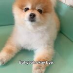 Tiffany Lau Instagram - something you didn’t know about lily ❤️ i wanted to share this journey of lily’s hair regrowth to spread some awareness! let this be a reminder that dogs experience depression and anxiety just like us humans. however, the way they go about coping may vary. but some of the most simple things we can do for them is give them time, love, care, and attention! it’s so so important to provide a safe environment for them where they can build your trust and experience your love and care. ❤️ also, remember to always pay attention to how your furry friend acts on a day to day basis, as any strange changes may be a sign of an underlying issue that needs to be attended to!