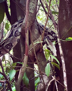 Tiga Instagram - Hier encore nous arpentions forêts et plages sauvages, nous dormions dans des hamacs et nous portions fièrement nos tatouages Wassu-Cocal (un peuple indigène habitant dans l'état d'Alagoas)…
Merci ma soeur chérie @catoony de m’avoir accompagnée sur un de mes périples à travers le Monde. 
Ô comme j’aime le Brésil ! Pour sa force vitale et son authenticité 🙌✨🍀

Gratidão de todo meu coração 😌🫶✨
#bresil🇧🇷 #forestlife #voyage #découverte #rencontres #amazonbrasil #natureloveuses #sisterhood💕 #friendship #tatooed #flowerpower #water #trees #snake #adventure #passion #partage #lesplusbellesimagessontdansmoncoeur