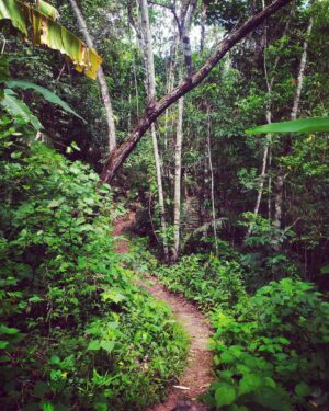 Tiga Instagram - Hier encore nous arpentions forêts et plages sauvages, nous dormions dans des hamacs et nous portions fièrement nos tatouages Wassu-Cocal (un peuple indigène habitant dans l'état d'Alagoas)…
Merci ma soeur chérie @catoony de m’avoir accompagnée sur un de mes périples à travers le Monde. 
Ô comme j’aime le Brésil ! Pour sa force vitale et son authenticité 🙌✨🍀

Gratidão de todo meu coração 😌🫶✨
#bresil🇧🇷 #forestlife #voyage #découverte #rencontres #amazonbrasil #natureloveuses #sisterhood💕 #friendship #tatooed #flowerpower #water #trees #snake #adventure #passion #partage #lesplusbellesimagessontdansmoncoeur