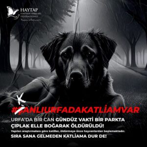 Tilbe Saran Instagram - Cehalet, şiddeti azdırıyor! Lütfen tüm ruh sağliğı çalışanlarını göreve çağıralım! Bu dünya senin benim değil tüm canlılara, kuşa, böceğe, kediye, köpeğe, yunusa, vaşağa, ağaca, suya, toprağa ve hepsinin atalarına, hepimizin gelecek kuşaklarına ait! @turkpsikologlardernegi @istanbulpsikanalizdernegi 
LÜTFEN BU ŞİDDETİ DURDURUN!
Bilerek yapılan kötülük, yasadışı her eylem cezalandırılmalı.