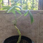 Tillotama Shome Instagram - Some of my Spanish moss died. I was most upset and I did not have the heart to throw it away. So kept it's dead remains in a tiny pot. The sparrows have been busy and visiting me often. Little did I know that they picked up a gift from a tree 15 feet away and dunzo'ed it directly into the Spanish remains. Growing together.