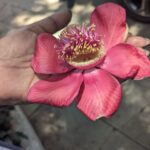 Tillotama Shome Instagram - Cannonball considerations. Naga-Ling is Talking. Everything is talking. Stay calm, Lovelings. Happy Sunday.
