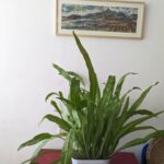 Tillotama Shome Instagram - Living Room Life