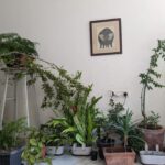 Tillotama Shome Instagram - A Living Room, indeed!! ❤️❤️❤️ There was a time ten years ago when I found it difficult to care for the simplest of plants. COVID became the turning point. The need to learn how to grow, compost, prune, cut out diseased bits...all of it became life lessons. I have no experience or a Gardner to take care of them. I got cuttings, bulbs, seeds from all my travels, nothing store bought and talked them into growing with me. Pruning and preening with them every morning is a joy. No green thumb just a need to make city living possible.