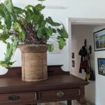 Tillotama Shome Instagram - A Living Room, indeed!! ❤️❤️❤️ There was a time ten years ago when I found it difficult to care for the simplest of plants. COVID became the turning point. The need to learn how to grow, compost, prune, cut out diseased bits...all of it became life lessons. I have no experience or a Gardner to take care of them. I got cuttings, bulbs, seeds from all my travels, nothing store bought and talked them into growing with me. Pruning and preening with them every morning is a joy. No green thumb just a need to make city living possible.