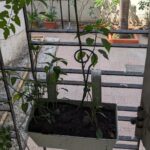 Tillotama Shome Instagram - Our first born chillies!!! Yay !! Hanging off a window rail, in a white tiny pot, With her buddy Cherie Tomat, alone she is not.