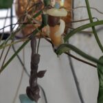 Tillotama Shome Instagram - A man and his monkey friend, both loved wearing hats. Beeswax miniatures made by my friend Pablo and they are hanging from a plant above my study table. Pablo got to meet my charming pappa in law, Howard and tried on his 35 year old Stetson. How things thrive, when you take good care of them, both people and things. Happy Sunday! Happy Vishu. Shubho Nobo borsho. Happy Baisakh!!