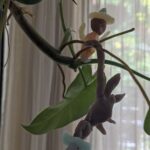 Tillotama Shome Instagram - A man and his monkey friend, both loved wearing hats. Beeswax miniatures made by my friend Pablo and they are hanging from a plant above my study table. Pablo got to meet my charming pappa in law, Howard and tried on his 35 year old Stetson. How things thrive, when you take good care of them, both people and things. Happy Sunday! Happy Vishu. Shubho Nobo borsho. Happy Baisakh!!
