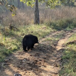 Tillotama Shome Instagram - Bear It Up.
The before and after of spotting my very first Sloth bear at Satpura National park
@forsythlodge
We were told many a times the sheer power of this animal. But nothing prepares you for it's pure strength, the sway of its walk.
Cute, no that's not the adjective.