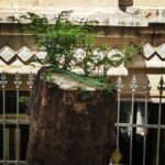 Tillotama Shome Instagram - Trees are amazing. Such a brutal blow and Yet it continues to grow. When I am nervous, I look at trees. Find your treee Talk to your tree. Today. Tomorrow.
