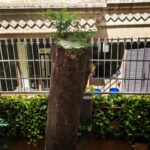 Tillotama Shome Instagram - Trees are amazing. Such a brutal blow and Yet it continues to grow. When I am nervous, I look at trees. Find your treee Talk to your tree. Today. Tomorrow.