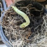 Tillotama Shome Instagram - Some of my Spanish moss died. I was most upset and I did not have the heart to throw it away. So kept it's dead remains in a tiny pot. The sparrows have been busy and visiting me often. Little did I know that they picked up a gift from a tree 15 feet away and dunzo'ed it directly into the Spanish remains. Growing together.