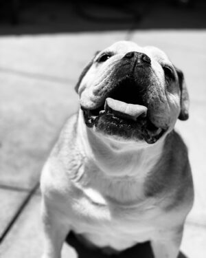 Tina Majorino Instagram - They say that a dog’s human is their entire world. The truth is, you were mine. An Angel sent to me, a creature so full of love and magic and mystery, so peculiar and perfect, who spoke a language only our hearts knew.  Soul mates. I’ve never gotten it quite right with humans, most of what I’ve meant to say gets lost somehow, a part of me always feeling unknown, a loneliness I could never shake and may never fully. But with you, that all vanished. You saw me for who I really am, who I always hope to be. You knew my heart. You are my heart. Even in my darkest hours, the hardest times of my life, with you by my side I knew everything would be okay. I would be okay. With you I never felt alone. How lucky I am that such a sweet special beautiful boy picked me to walk him through his life. What an honor. What an extraordinary privilege. Your love changed me in ways I can’t put into adequate words. None could ever come close. But we never needed words, you and me. Stanny, I picture you so happy and free, reunited with our loved ones, they all came to get you I know. And I can’t describe how confusing it is to be so happy for you and so heartbroken for me at the same time. I miss you every single second. The house is too quiet without you, my life feels empty too. It feels unbearable and yet here I am. You took a piece of me with you and I don’t want it back. Keep it forever, I am always yours. You were the greatest friend, son, love I’ve ever known. Thank you for letting me walk beside you all this time. There is no currency in existence that could ever repay you for all that you’ve given me. When the day comes, please come get me with all the kids. Run to me cause I’ll run to you. Until then my darling boy…Every time I see anything beautiful, I’ll only think of you. Kiss Emma for me. 💙