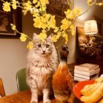 Tjitske Reidinga Instagram - Lekker slapen voor straks …