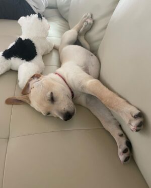 Tori Anderson Instagram - There is a new sleeping beauty in our lives. 

Meet Scottie, our failed attempt at fostering a dog.
