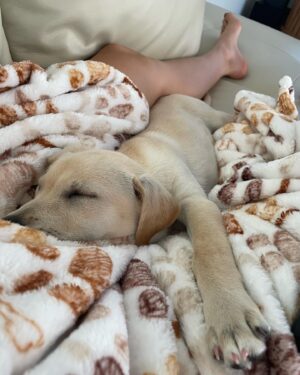 Tori Anderson Instagram - There is a new sleeping beauty in our lives. 

Meet Scottie, our failed attempt at fostering a dog.