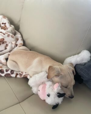 Tori Anderson Instagram - There is a new sleeping beauty in our lives. 

Meet Scottie, our failed attempt at fostering a dog.