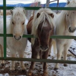 Tracey E. Bregman Instagram - A year and a half ago my friend , @csgrimaldi called me saying that the rescue he was at in Montana was closing down and they needed a place for ‘the boys’ How could I say no? They have been such a wonderful addition to my farm. Everyone here loves to get kisses from them and they are so affectionate and sweet. #adoptdontshop #rescue #rescuehorse #shetlandpony #theboys #malibu #montana