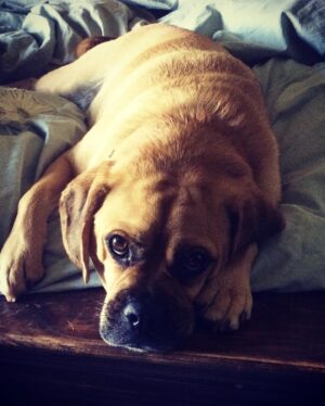 Tracie Thoms Instagram - My baby!! I can’t believe you’re 11. It seems like we just met, and yet, you keep teaching me things about myself and the world. I’m so honored to be your mama. Happy birthday, #BabyJameson You’re the absolute best. #Puggle #dogsofinstagram