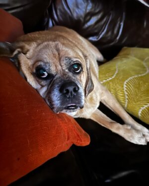 Tracie Thoms Instagram - My baby!! I can’t believe you’re 11. It seems like we just met, and yet, you keep teaching me things about myself and the world. I’m so honored to be your mama. Happy birthday, #BabyJameson You’re the absolute best. #Puggle #dogsofinstagram