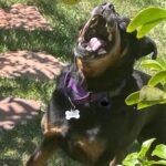 Tracy Spiridakos Instagram - Nala is known for her gracefulness. Scroll right.