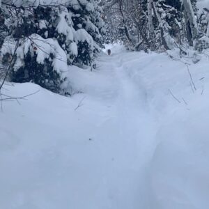 Trieste Kelly Dunn Instagram - Snow hikes w/Jake day after a storm >>> swipe for slo-mo dog running through snow ❄️🐕 .
#timpanogos #sundanceresort #utah #lifeelevated #greatestsnowonearth