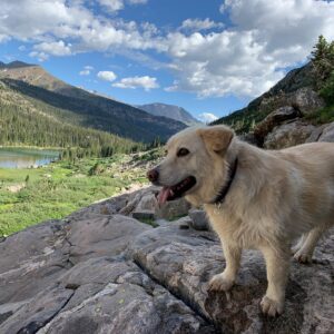 Trista Sutter Instagram - I can’t believe she’s gone. 💔
For 8 years, our Sophie Bear, low-rider Golden, silly butt mutt, good girl, presh Sophes gave us an unconditional love unlike any other. 
She wouldn’t leave your side if you were sick, was always up for an adventure, welcomed you home with pure joy and a song, and was grateful for every belly scratch, play date, face smush in the snow, bird/chipmunk/squirrel chase, visit to the treat closet, and zoomie session. She was one of the brightest lights of my life and although I’m feeling all the sad/angry/confused/disbelief feels, I’m trying to focus on that light and how blessed we are that we got to call her our fur baby. 
I love you Soph. ❤️
Rest in peace, sweet baby. 👼🏼 
#heartbroken #sophiebear