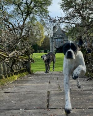 Trudie Styler Instagram - Spike and Finch are full of the joys of spring! After what feels like the longest wettest winter, we can start to enjoy the colours and scents of an English country garden and appreciate nature’s cyclic beauty.  Every jubilant bark under a clear blue sky is a lesson in how to find the joy in each moment. 🐾