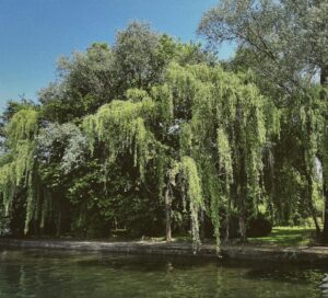 Tuğçe Açıkgöz Instagram - 🌿🌚