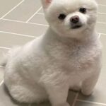 Uie Instagram – 유룽이 다이어트 성공❤️
동물병원에서 말한 목표체중 도달!
올해 벌써 9살 유룽이 오래오래 건강하자😘