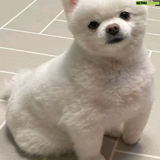 Uie Instagram - 유룽이 다이어트 성공❤️ 동물병원에서 말한 목표체중 도달! 올해 벌써 9살 유룽이 오래오래 건강하자😘