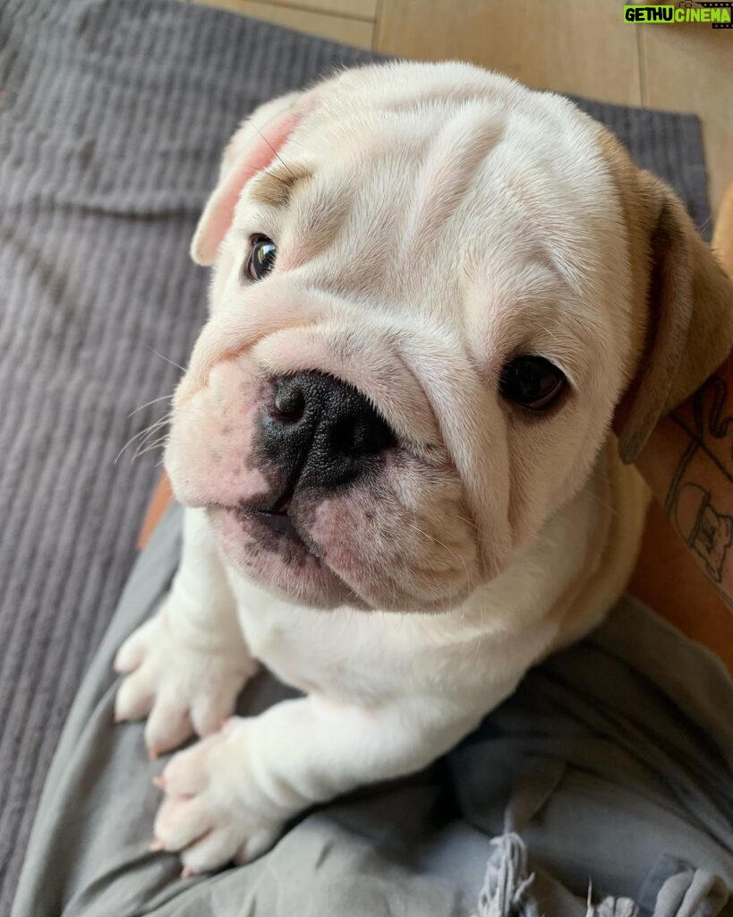 Ulrika Jonsson Instagram - This is Hank Winston Monet. He arrived a week ago. Those of you who know me, know I’ve fostered and adopted before. And I will do so again. I continue to support @theedwardfoundation . I know getting a puppy isn’t popular with many. Hank came into my life somewhat unexpectedly and serendipitously. Adoption will be a part of my life again at some point but this was right for me now. Welcome Hank. (Rocanellie Enlightenment) Leo is being incredibly patient like the king he is. (Hank has got Winston as his middle name in tribute to our late friend @winstonandbentley ❤️)