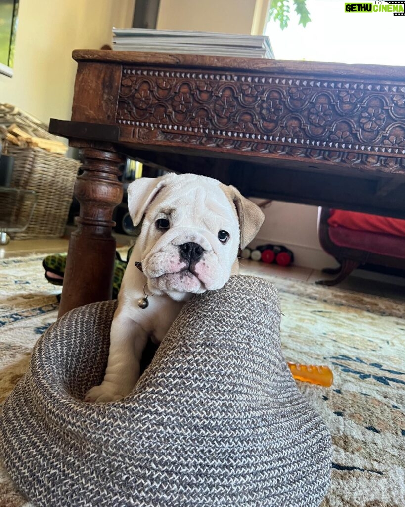 Ulrika Jonsson Instagram - This is Hank Winston Monet. He arrived a week ago. Those of you who know me, know I’ve fostered and adopted before. And I will do so again. I continue to support @theedwardfoundation . I know getting a puppy isn’t popular with many. Hank came into my life somewhat unexpectedly and serendipitously. Adoption will be a part of my life again at some point but this was right for me now. Welcome Hank. (Rocanellie Enlightenment) Leo is being incredibly patient like the king he is. (Hank has got Winston as his middle name in tribute to our late friend @winstonandbentley ❤️)