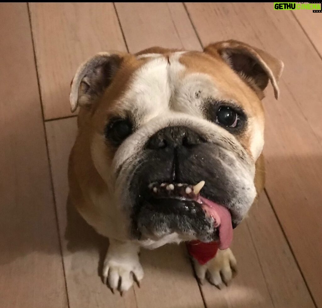 Ulrika Jonsson Instagram - Royal Empire My Fair Lady aka Nessie. Would have been 11 today. Didn’t make it to 10. Matriarch and Queen of our house. #bulldog