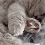 V. E. Schwab Instagram - This moment of zen brought to you by Chauncey’s toes. #veschwab #catsofinstagram #cats