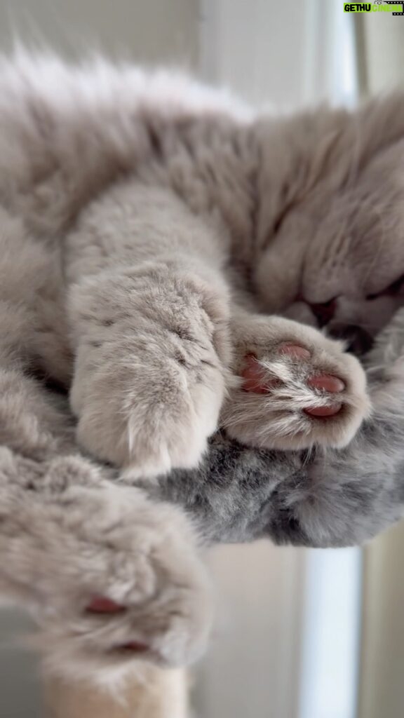 V. E. Schwab Instagram - This moment of zen brought to you by Chauncey’s toes. #veschwab #catsofinstagram #cats