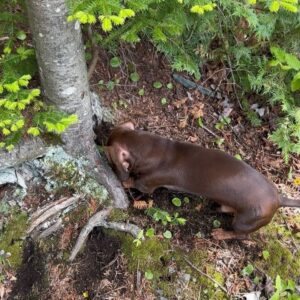 Valentine Thomas Instagram - A beast yet a mama’s boy 🥰 Frogs, chipmunks, mouse, squirrels, snakes, birds, if it’s moving he’s going after it 😅 Sausage gotta pay rent ha! No animal were harmed in the making of these videos 😂 @teddythetravellingsausage @danielf86