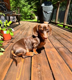 Valentine Thomas Instagram - A beast yet a mama’s boy 🥰 Frogs, chipmunks, mouse, squirrels, snakes, birds, if it’s moving he’s going after it 😅 Sausage gotta pay rent ha! No animal were harmed in the making of these videos 😂 @teddythetravellingsausage @danielf86