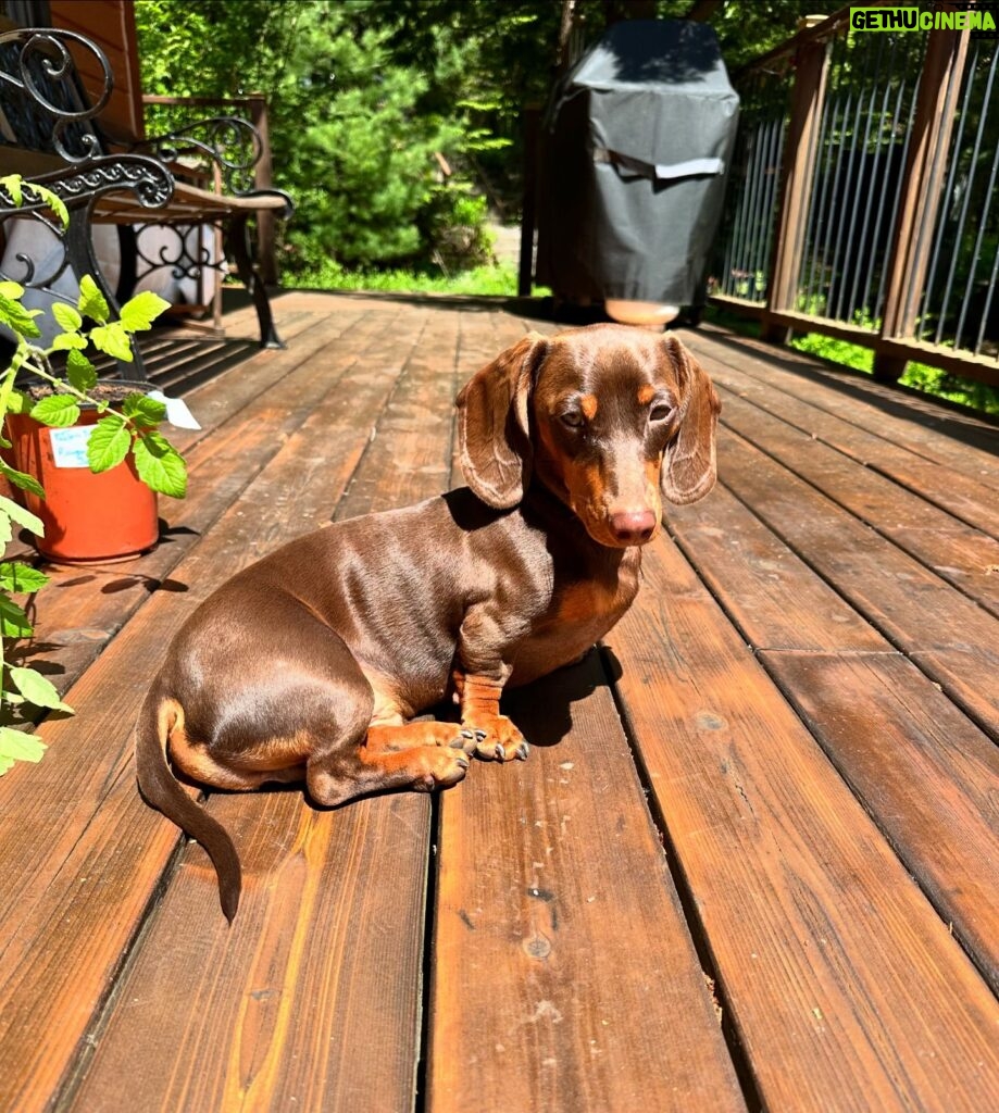 Valentine Thomas Instagram - A beast yet a mama’s boy 🥰 Frogs, chipmunks, mouse, squirrels, snakes, birds, if it’s moving he’s going after it 😅 Sausage gotta pay rent ha! No animal were harmed in the making of these videos 😂 @teddythetravellingsausage @danielf86