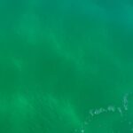 Valentine Thomas Instagram - Beautiful couple days diving my favourite spot. I wanted to come to Tampa to dive, hang out with my friends and just enjoy some “me” time without having to worry about my baby hehe 🙃 Even the sausage stayed home! Weather was lovely, water was clear, it’s like the star has aligned for my “send off”! I managed dives between 25 and 50ft with ease, shot fish, fend off sharks and cleaned fish . Hey, they say to stay active when you’re pregnant! Next stop, a week in the Bahamas with @danielf86 for our baby moon, oh and my bday whatever, I stopped counting 😒😬