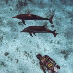 Valentine Thomas Instagram - One of the coolest underwater moment I ever experienced 🐬 The dolphins stayed with us for a good 45 minutes just playing around. The mommies and their babies kept swirling around me. I like to think they knew I was pregnant - but us humans like to make Disney stories in our heads so who knows ha 😁 #dolphins #underwaterphotography #ocean #freediving #snorkeling #animals 🎥 @ggerbasi