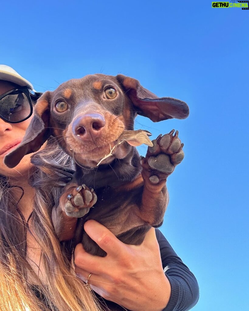 Valentine Thomas Instagram - If you ever owned or know someone you owned a Dachshund, you know they aren’t normal dogs. They think they are half Great Dane half human baby, they hunt like wolves, they cuddle like cats, they have enough endurance to run a marathon and they are down for anything (and want to be included in everything) and he fits in a backpack 😬 As I grew up around them, I knew what I was getting myself into (they are irrevocably little sh!ts, but I never thought I’d get such a sidekick in life. We do EVERYTHING together (@danielf86 takes the photos hehe). I cannot help myself to wonder how having a baby will affect our relationship and how he will develop his own with my baby. One thing is sure, I cannot wait to see them together! Tips and tricks are welcome!! Happy 1 year my little bear 🐻 🎈 @teddythetravellingsausage And thank you @betsyalvarezz for the most amazing dog I could ever dream of 😭🥹 12 pounds of pure love, sassiness, and full time entertainment.