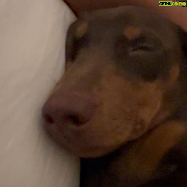Valentine Thomas Instagram - If you ever owned or know someone you owned a Dachshund, you know they aren’t normal dogs. They think they are half Great Dane half human baby, they hunt like wolves, they cuddle like cats, they have enough endurance to run a marathon and they are down for anything (and want to be included in everything) and he fits in a backpack 😬 As I grew up around them, I knew what I was getting myself into (they are irrevocably little sh!ts, but I never thought I’d get such a sidekick in life. We do EVERYTHING together (@danielf86 takes the photos hehe). I cannot help myself to wonder how having a baby will affect our relationship and how he will develop his own with my baby. One thing is sure, I cannot wait to see them together! Tips and tricks are welcome!! Happy 1 year my little bear 🐻 🎈 @teddythetravellingsausage And thank you @betsyalvarezz for the most amazing dog I could ever dream of 😭🥹 12 pounds of pure love, sassiness, and full time entertainment.