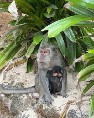 Valerie Bragg Instagram - Loving the Bali life 🌴 swipe to see monkeys 🥹