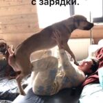 Valeriya Bukina Instagram - Лучшее начало дня ❤️ #собакадругчеловека #назарядкустановись #движениежизнь
