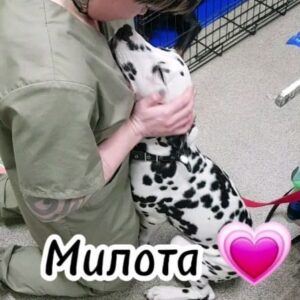 Valeriya Bukina Instagram - Мой понедельник ❤
Всем обнимашек и хорошего настроения 💪#животные #будни #ветеринар #долматинец #понедельник