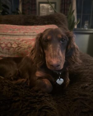 Vanessa Carlton Instagram - Angus is going on his first tour this weekend. He’s a baby. But he cannot bark at other babies. Or dogs. Or strange shapes. Or strange sounds. Please wish Angus luck on his first tour!