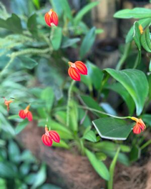 Verónica Bravo Instagram - El sauce llorón, los nenúfares, la mariposa, las flores exóticas, yo.