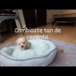 Verónica Macías Instagram – #perrito #pets #perro #puppy #mascotas #mascota #perros